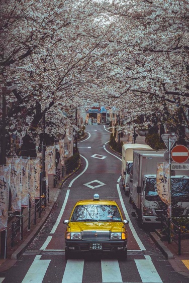 Taxi Sakura